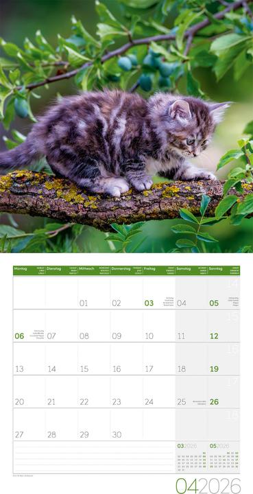 Produktbild Katzen Kalender 2026 - 30x30