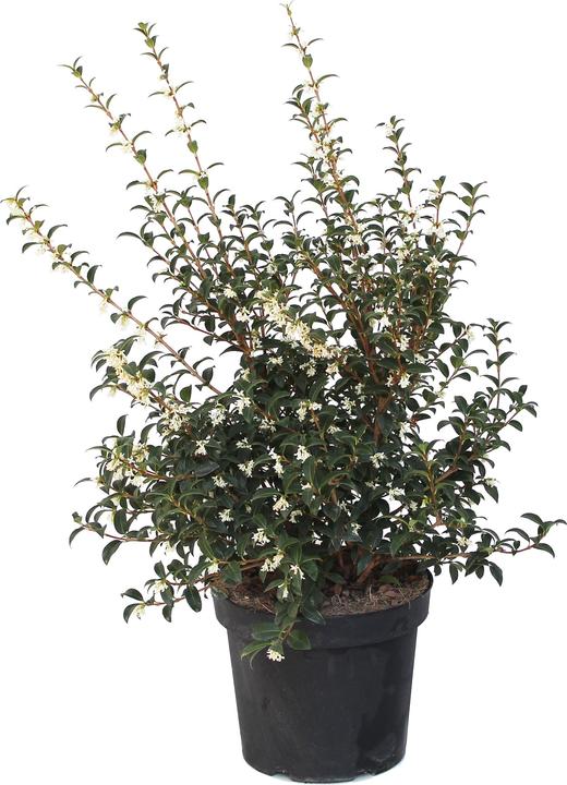 Zulauf Duftblüte / Osmanthus x burkwoodii (50 cm)