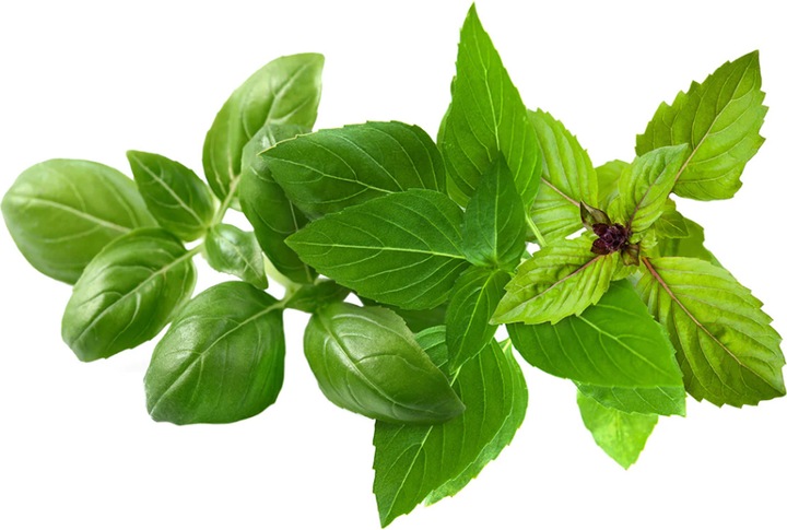 Actual product image Click and Grow Smart Garden Refill 9-pack Basil Variety Mix
