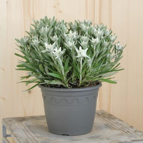 Sntispracht Das urwchsige Edelweiss - Leontopodium alpinum im 16 er Topf
