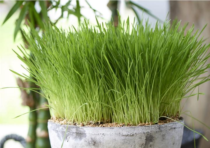 Produktbild Plant in a Box Cyperus zumula - 6er Set Zyperngras (30 cm)