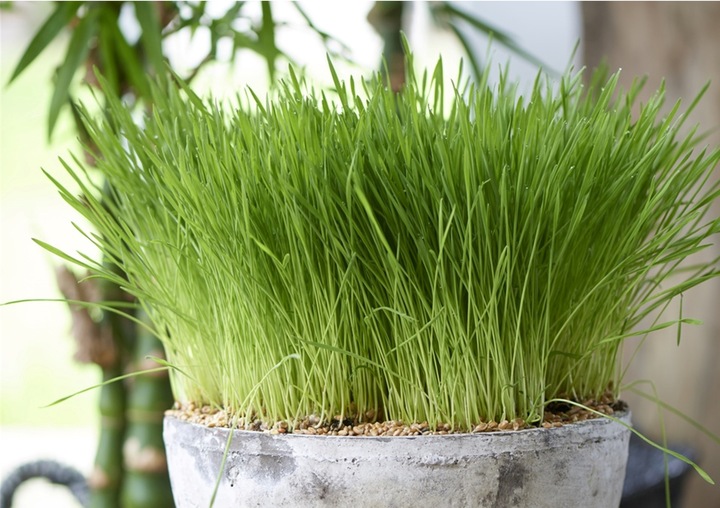 Actual product image Plant in a Box Cyperus zumula - Set of 6 Cyprus Grass (30 cm)