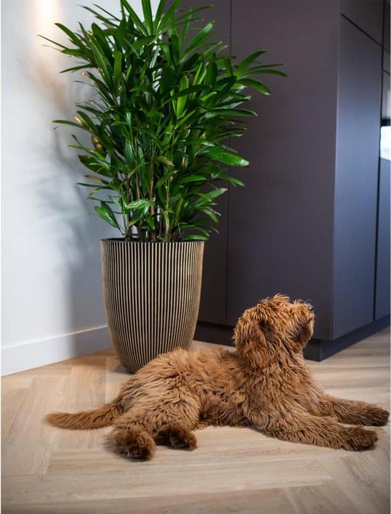 Produktbild Capi Tripp (46 x 58 cm)