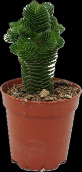 Mahaloplants Buddha's Temple (8 cm)