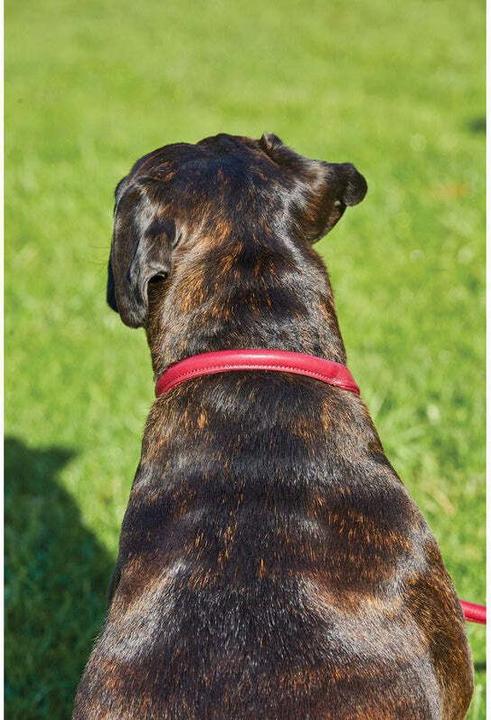 Produktbild Weatherbeeta Hundehalsband aus gerolltem Leder (XL, Hund, Spazieren)