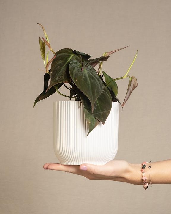 Image du produit feey Philodendron micans (20 cm, Fraîchement rempotés)