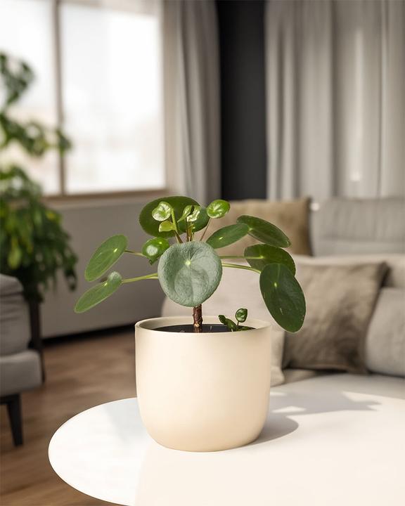 Actual product image feey Ufopflanze Bäumchen (30 cm, Freshly repotted, Animal friendly)