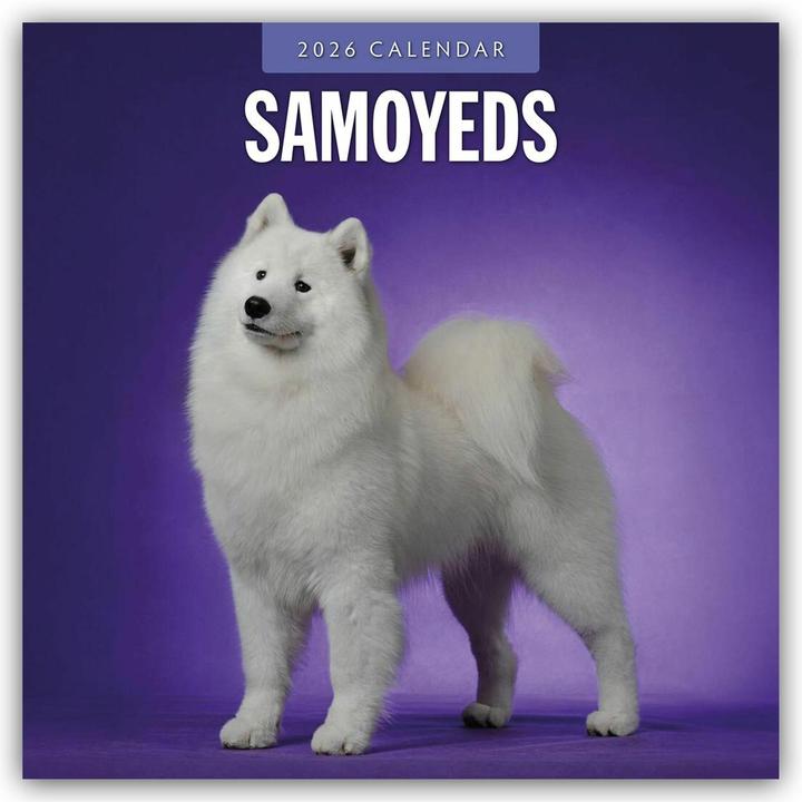 Produktbild Samoyeds 2026 Square Wall Calendar (Englisch)