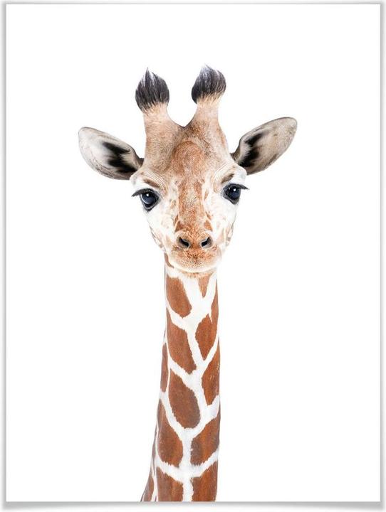 Actual product image Trenddeko Baby Giraffe (40 x 50 cm)