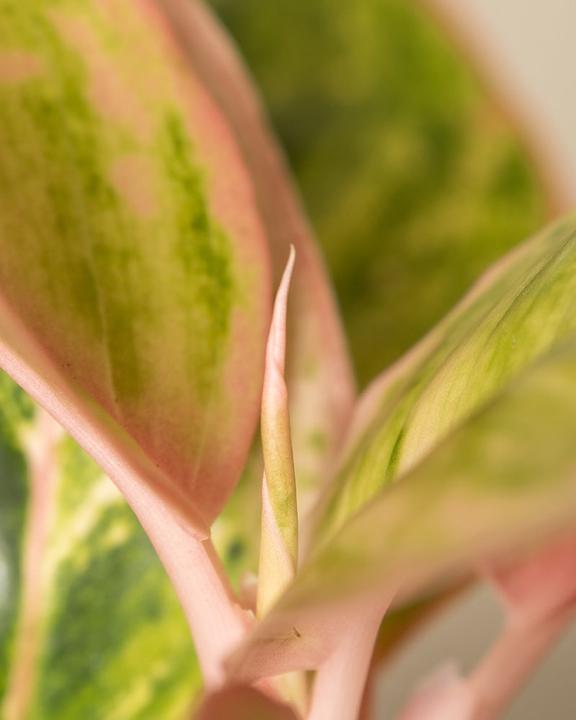 Produktbild feey Aglaonema Salmon Fantasy (25 cm, Frisch umgetopft)