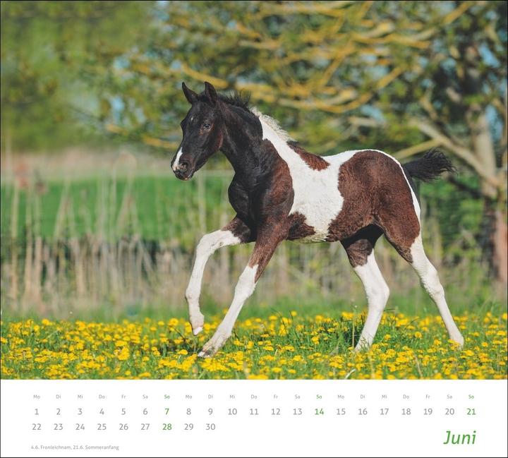Produktbild times&more Pferde Bildkalender 2026