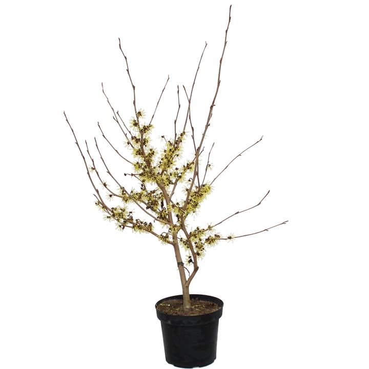 Produktbild Zulauf Zaubernuss / Hamamelis intermedia 'Arnold Promise' (100 cm)