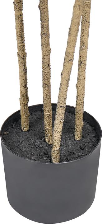 Produktbild Beliani Dracaena Draco (165 cm)