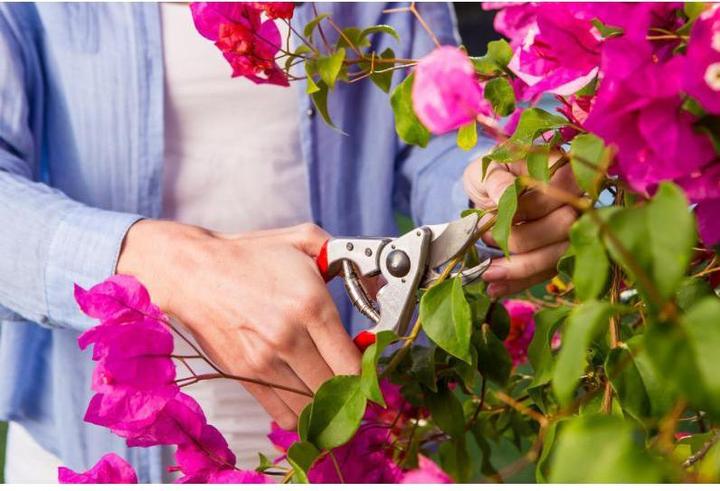 Produktbild Felco Gartenschere 14