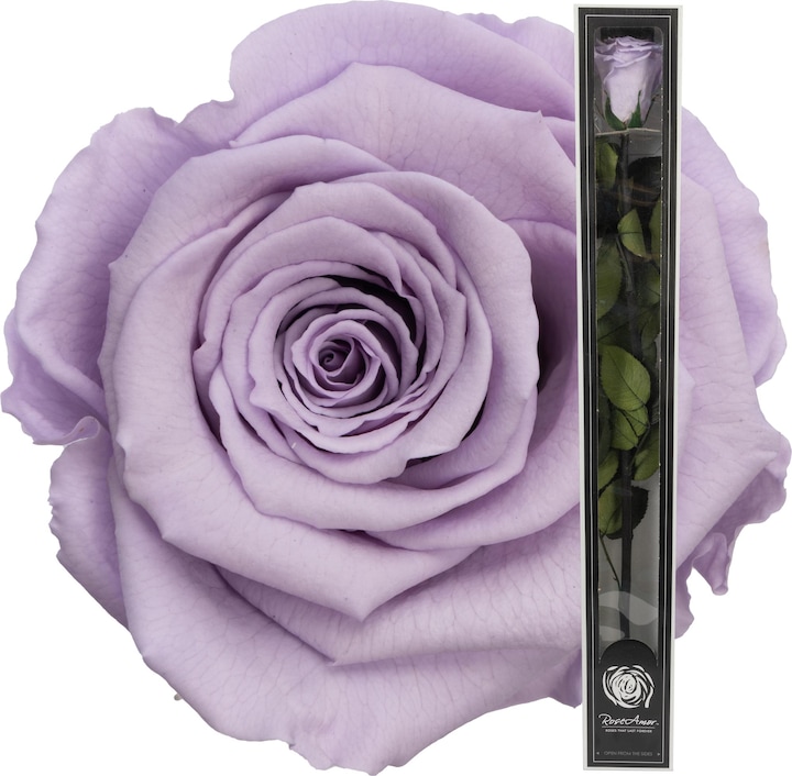 Immagine prodotto Migros Ostschweiz Rosa a stelo premium (rosa stabilizzata) (Fiori dell'Infinito)