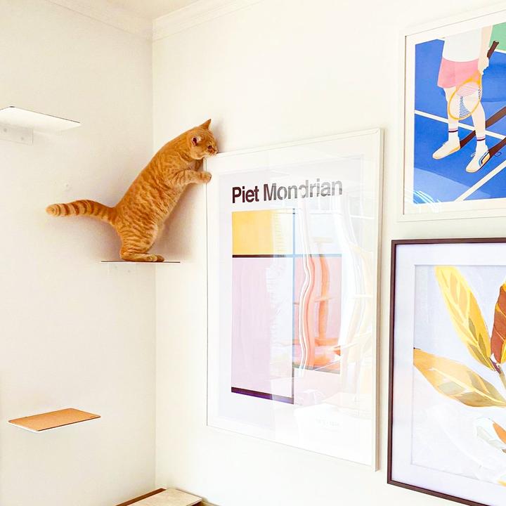 Actual product image LucyBalu STEPS Katzentreppe (White - anthracite)