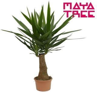 Actual product image Yucca (90 cm)
