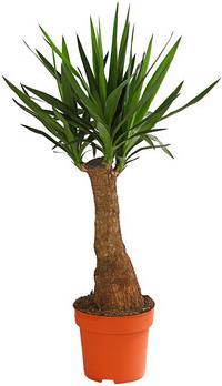 Actual product image Yucca (90 cm)
