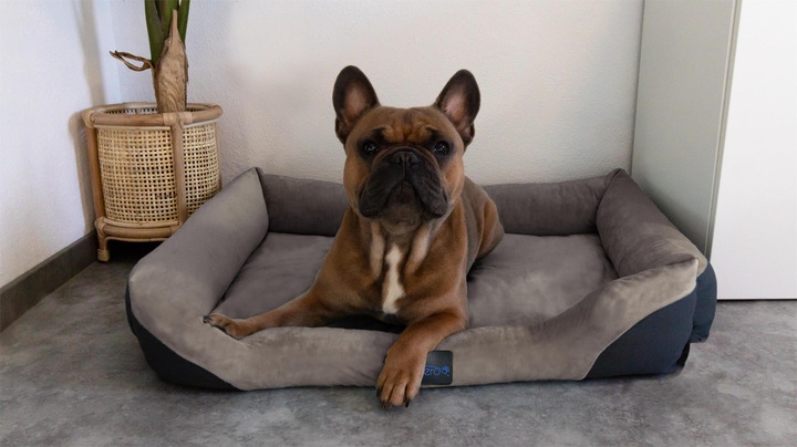 Actual product image Aspero Hanko and Lund Dog Bed and Blanket - 8615 (Dog)