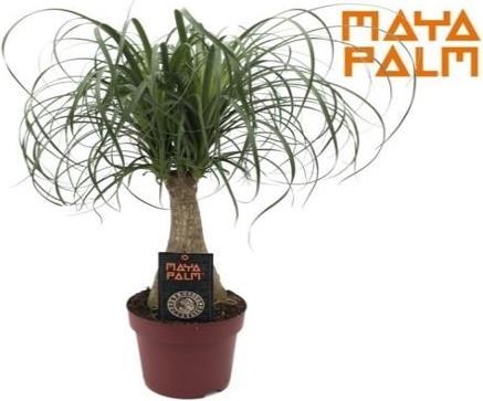 Elefantenfuss (60 cm)