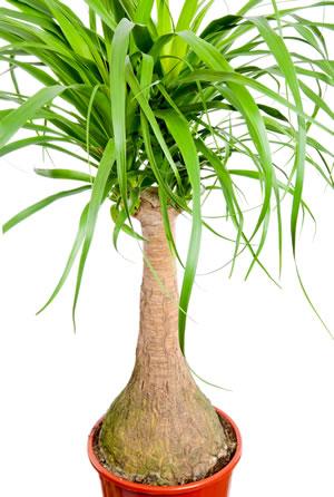 Produktbild Elefantenfuss (60 cm)