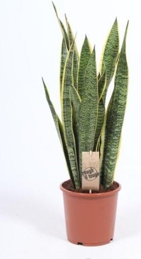 Produktbild Schwiegermutterzunge (70 cm)