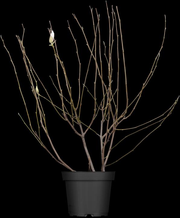 Produktbild Tulpen-Magnolie (80 cm)