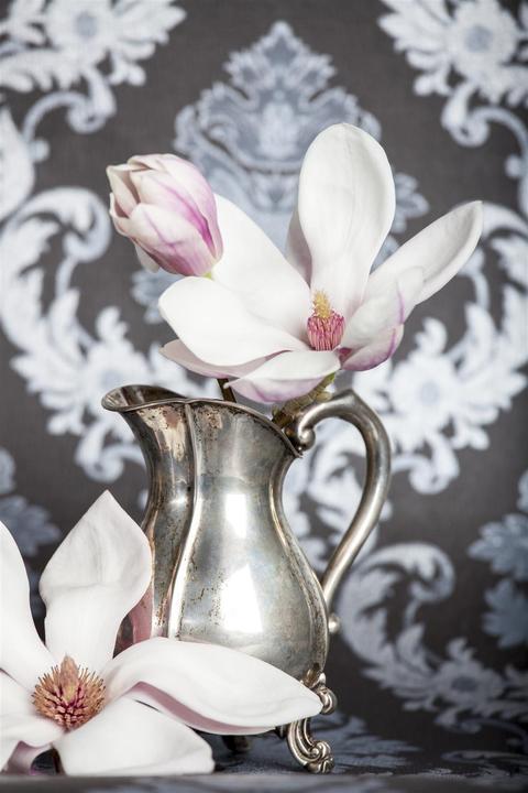 Produktbild Tulpen-Magnolie (80 cm)