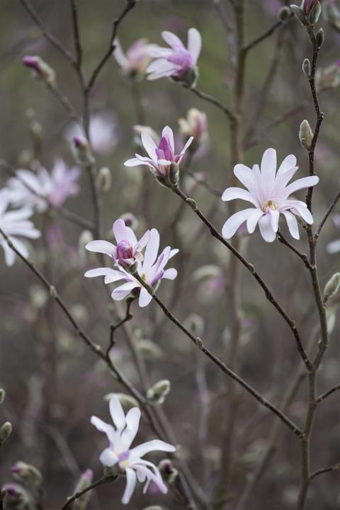 Produktbild Tulpen-Magnolie (80 cm)