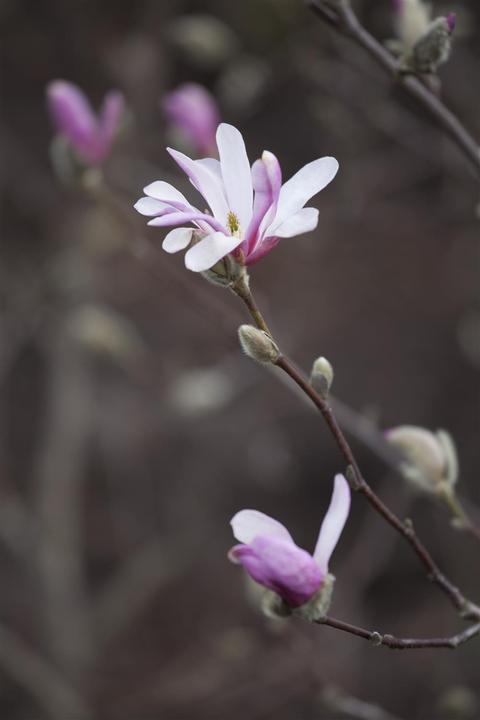 Produktbild Tulpen-Magnolie (80 cm)