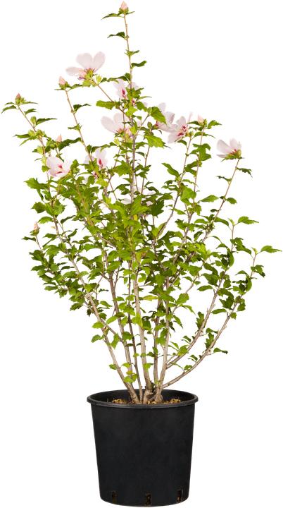 Produktbild Garteneibisch Hamabo (80 cm)
