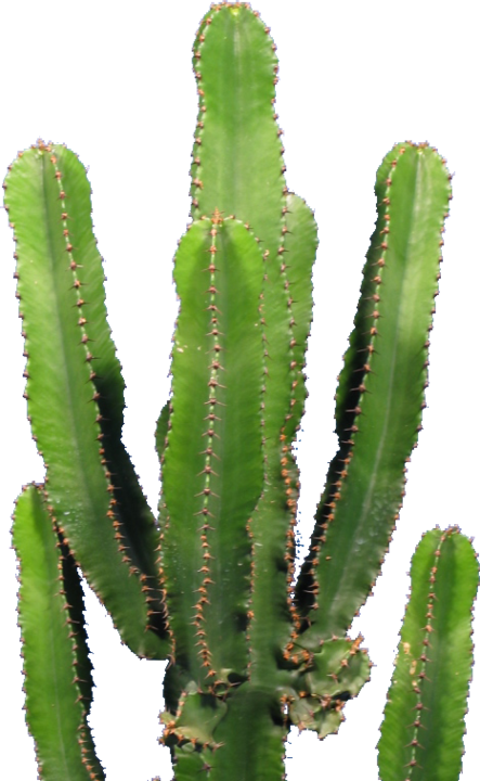Actual product image Kakteen Gautschi Euphorbia eritrea (80 cm)