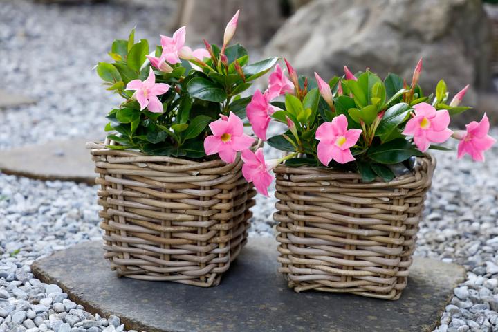 Image du produit Jaco Panier Utara (1 x, 18 x 18 x 14 cm)