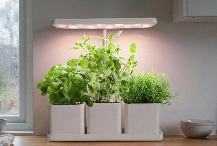 Actual product image Enne Interior Ark Grow Light and Self-Watering Tray (LED)