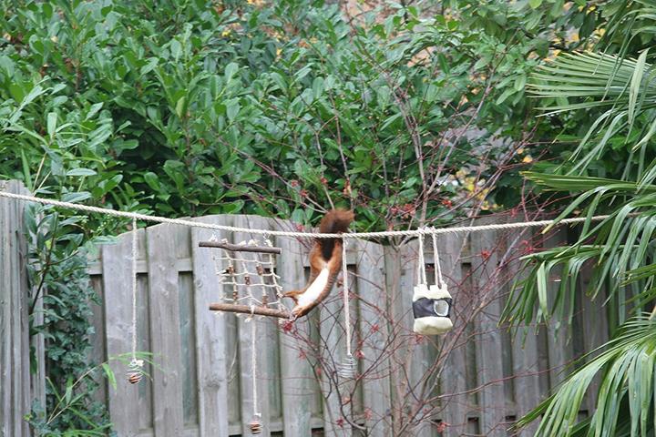 Produktbild Eekbo Eichhörnchen Futterseil
