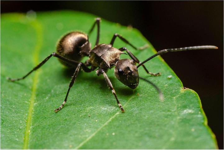 Image du produit Laowa 50mm f/ 2.8 2X Apo MFT (Micro Four Thirds, Micro Four Thirds)