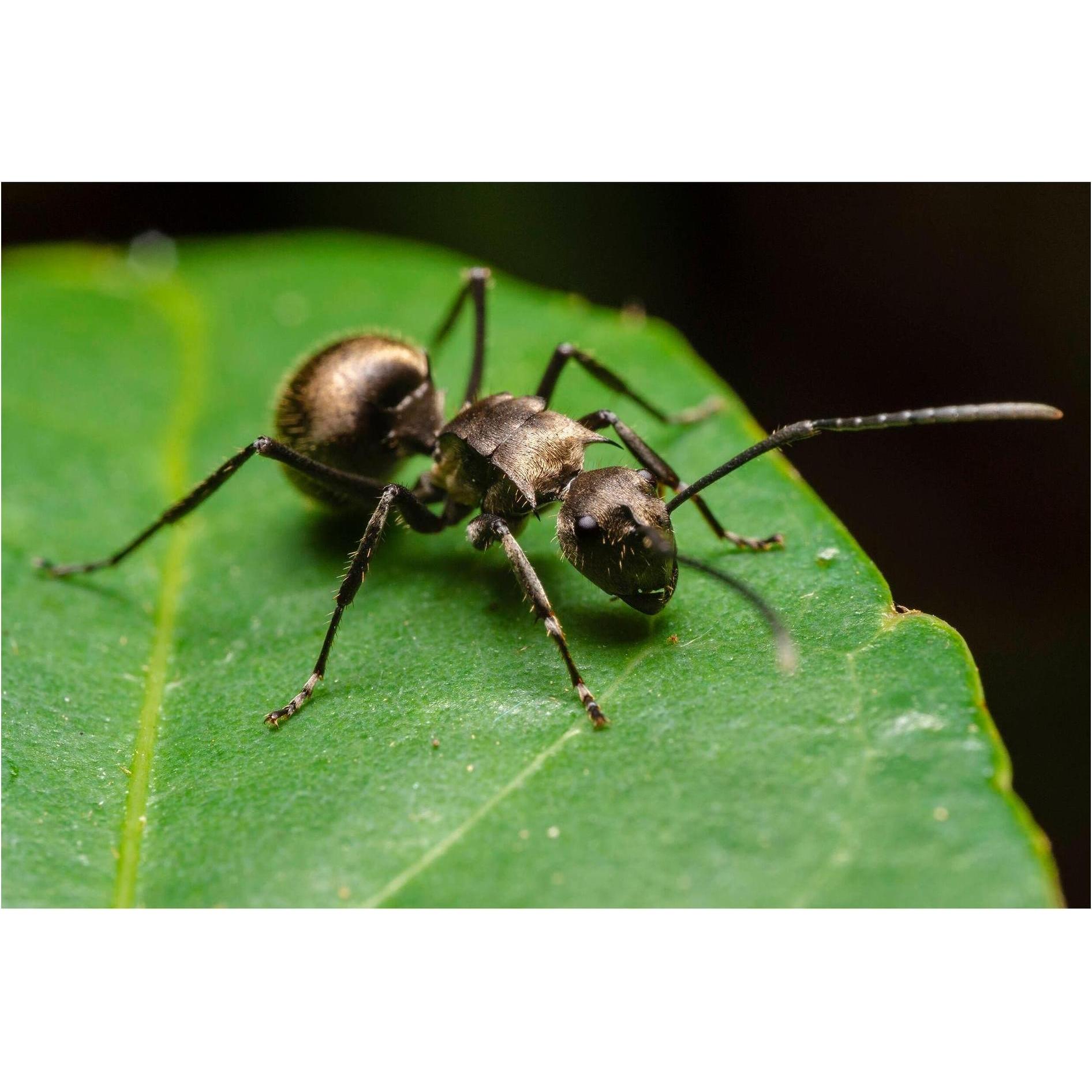 Thumbnail - Laowa 50mm f/ 2.8 2X Apo MFT (Micro Four Thirds, Micro Four Thirds), Objektiv, Schwarz