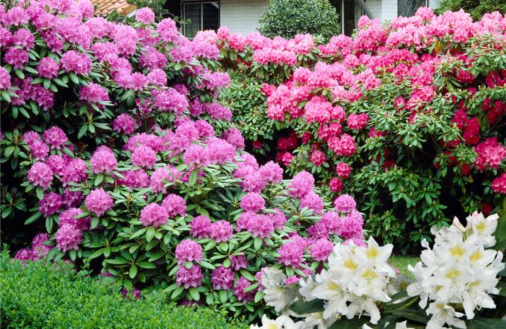 Produktbild Plant in a Box Rhododendron catawbiense purple, Cunningham's White, Elegans Pink - 6er Set Gartenpflanzen (25 cm)