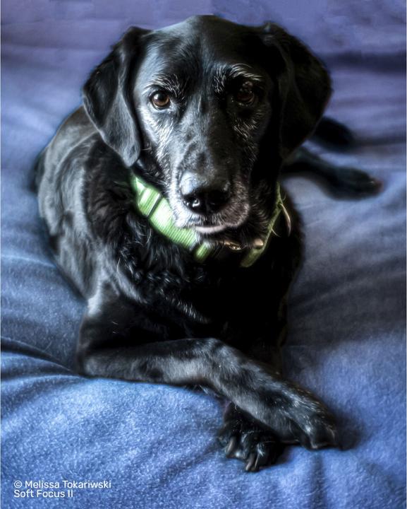 Produktbild Lensbaby Soft Focus II 50 Optic mit Anschluss Sony E (Sony E, Micro Four Thirds, APS-C / DX, Vollformat)