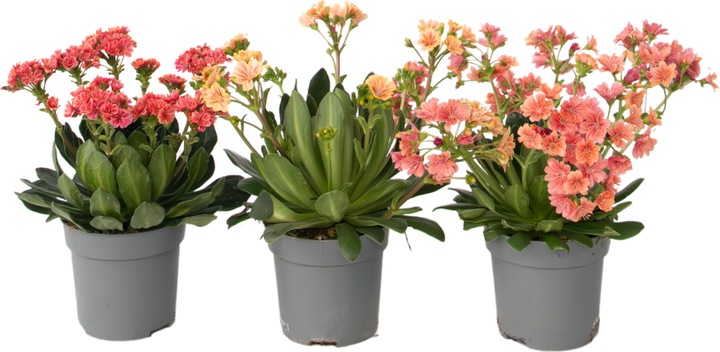 Plant in a Box Lewisia cotyledeon - 3er-Set Bitterkraut (10 cm)