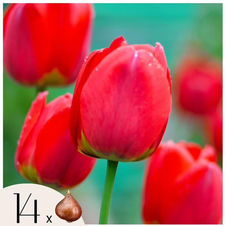 Produktbild Plant in a Box Tulipa 'Red Impression' - 14er-Set Tulpen (10 cm)