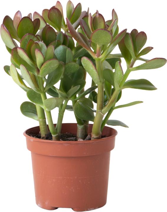 Image du produit Plant in a Box Crassula ovata 'Minor' - Glücksbäumchen (15 cm)