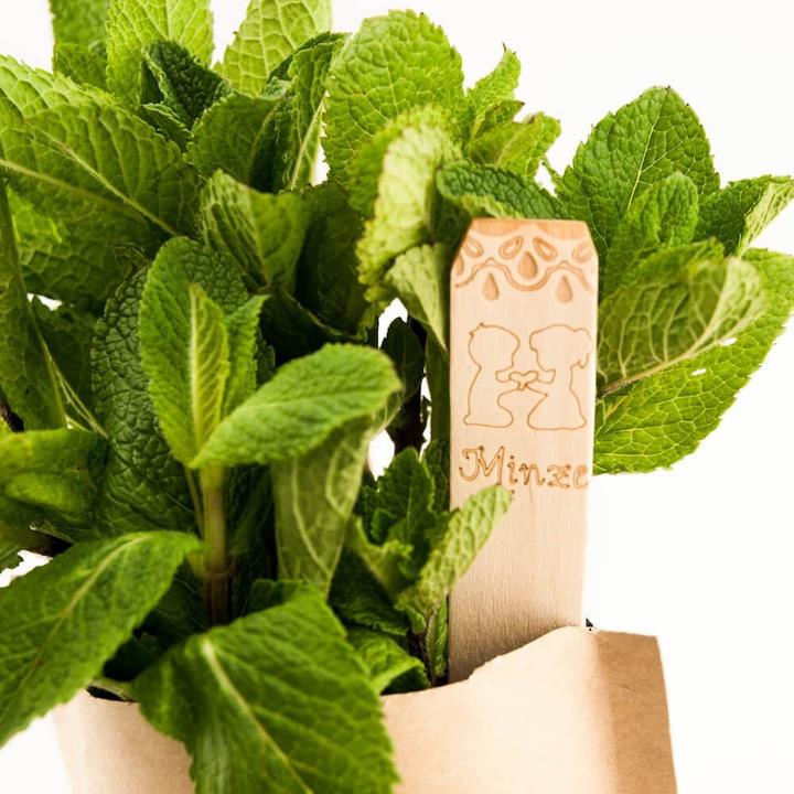 Actual product image Saatgeschwister Mint garden Mint (Herb seeds)