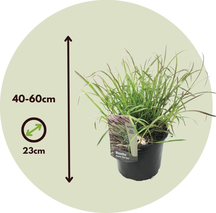 Actual product image Plant in a Box Miscanthus sinensis 'Red Chief' - Ornamental grass (40 cm)