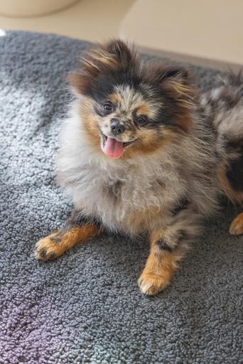 Image du produit Designed by Lotte Ribbed (Chien)