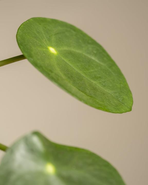 Actual product image feey Ufopflanze Bäumchen (30 cm, Freshly repotted, Animal friendly)