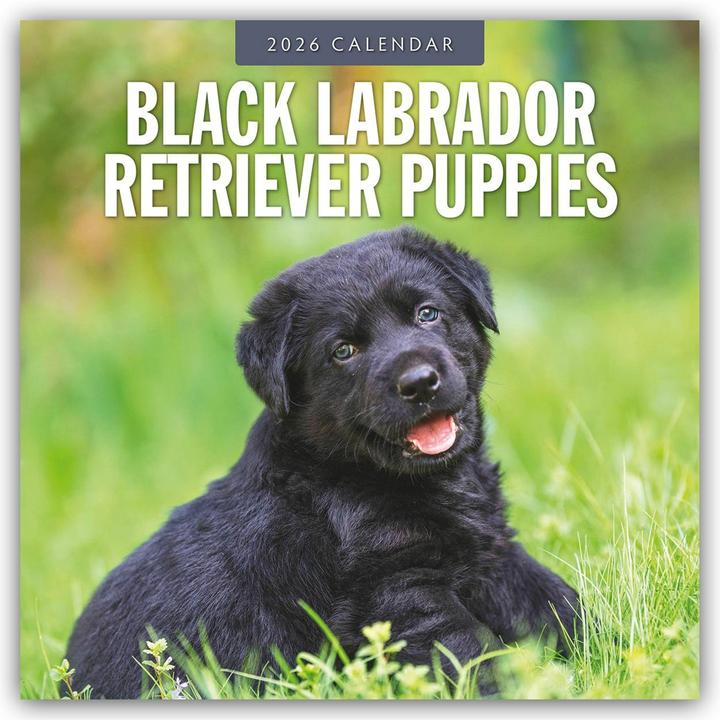 Produktbild Black Labrador Retriever Puppies - Schwarze Labrador Retriever Welpen 2025 - 16-Monatskalender (30.5 x 30.5 cm)