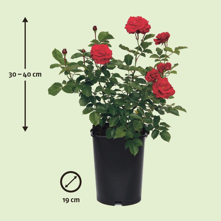 Image du produit Zulauf Rosier floribunda (40 cm)