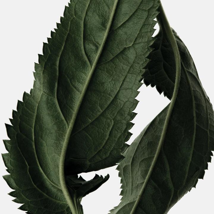 Actual product image Reminiscence Patchouli Elixir Eau de Parfum (Eau de parfum, 50 ml)