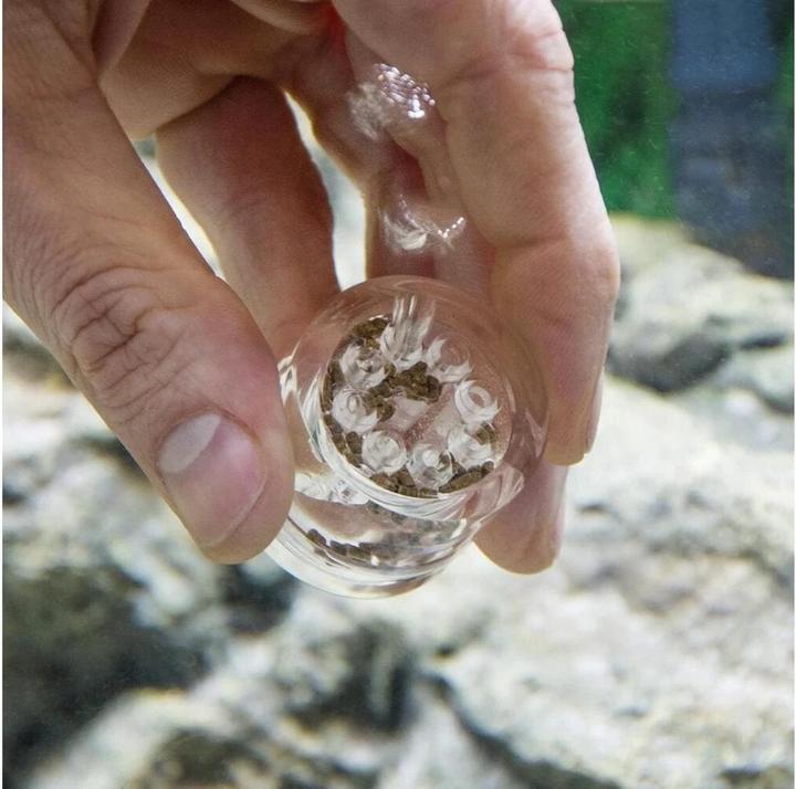 Image du produit Hobby Piège à planaires (Nettoyage de l'aquarium)